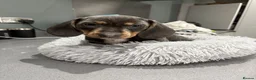 Miniature Dachshund dogs for sale: AWESOME MINIATURE DACHSHUND PUPPIES - Advert 2