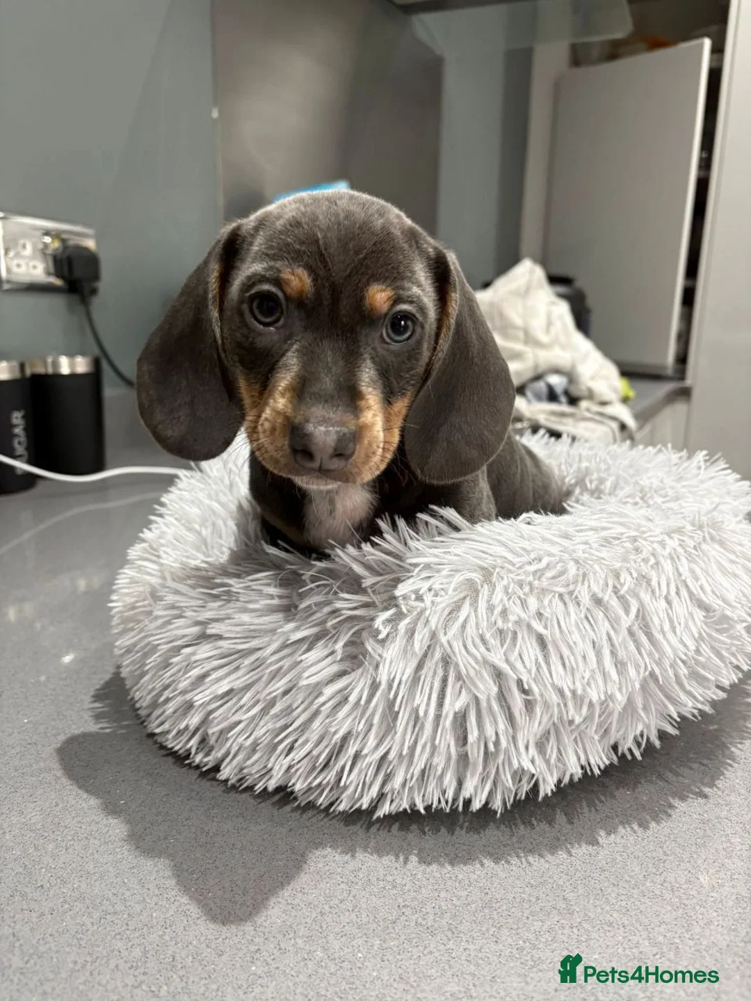 Miniature Dachshund dogs for sale: AWESOME MINIATURE DACHSHUND PUPPIES - Advert 2