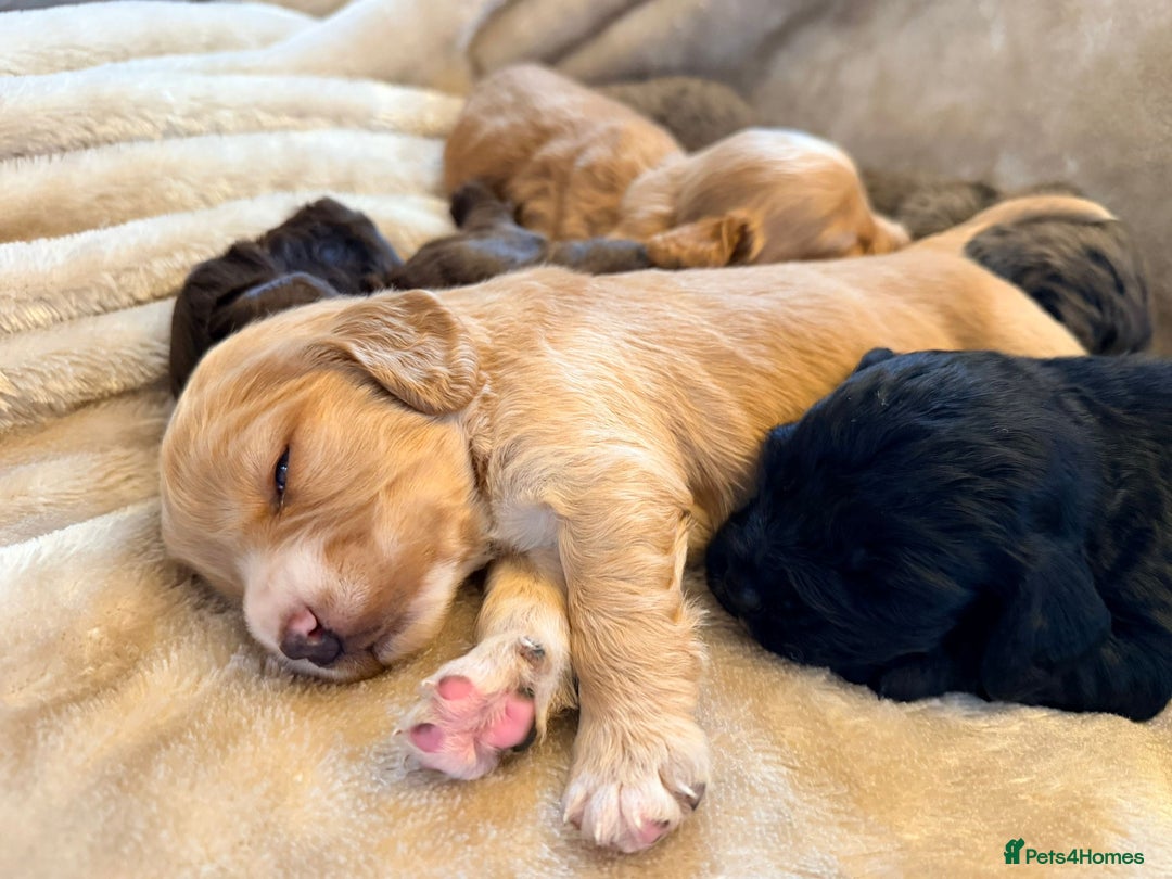 Cocker Spaniel dogs for sale: Gorgeous litter of working cocker spaniel puppies - Advert 10