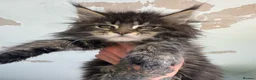Maine Coon cats for sale: Russian Import Health Tested Loved Kittens - Advert 7