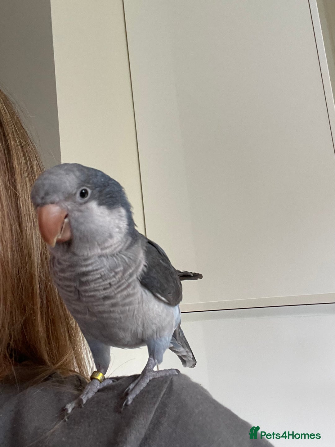 Parrots birds for sale: Tamed Quaker parrot  - Image 1