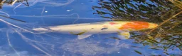 Koi Carp fish for sale: Koi carp (x3) for sale in Plymouth - Advert 5