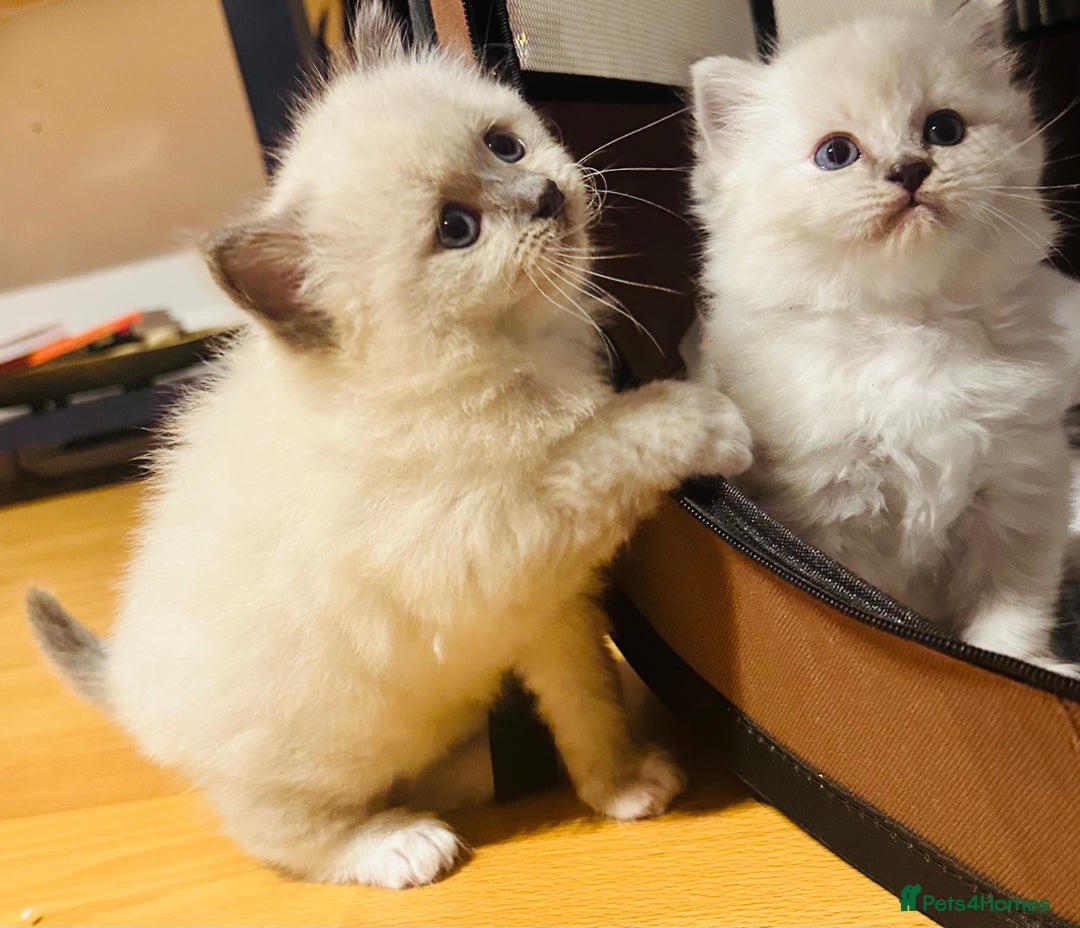 Siberian cats for sale: Neva Masquerade × Ragdoll Kittens – Hypoallergenic - Advert 11