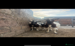 Goats livestock for sale: Selection off goats looking for a new 🏡 - Image 5