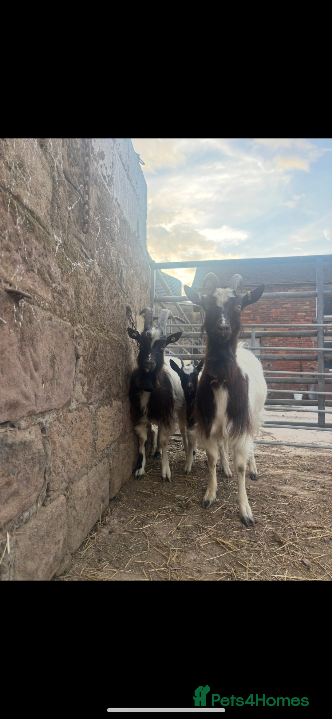 Goats livestock for sale: Selection off goats looking for a new 🏡 - Image 5
