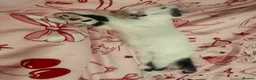 Mixed Breed cats for sale: Mixed Breed Kittens - Advert 7