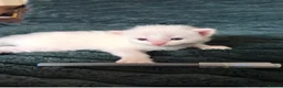 Ragdoll cats for sale: Beautiful Ragdoll Kittens Looking for Loving Home - Advert 7