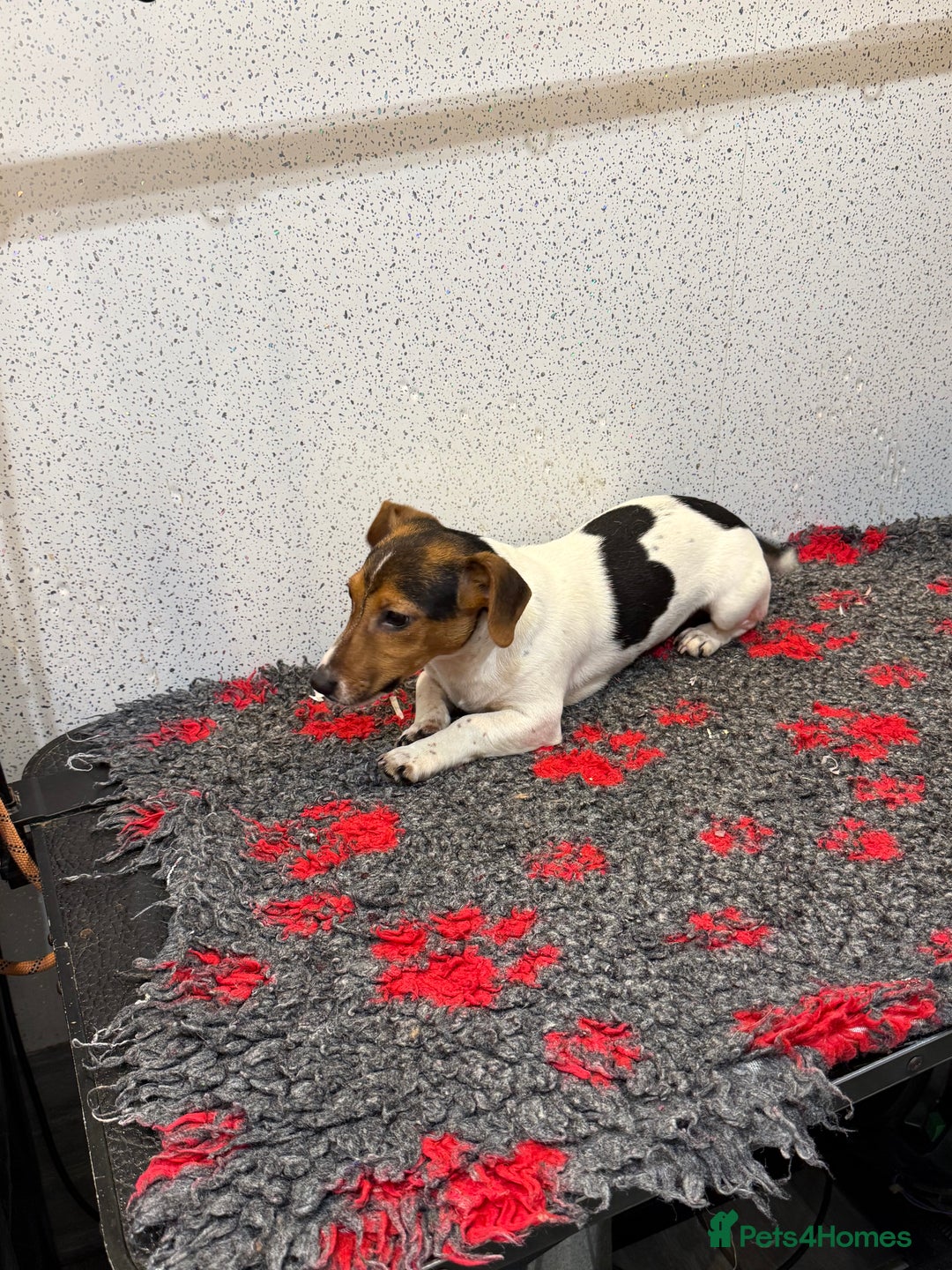 Jack Russell dogs for sale: Jack Russell male  - Advert 7