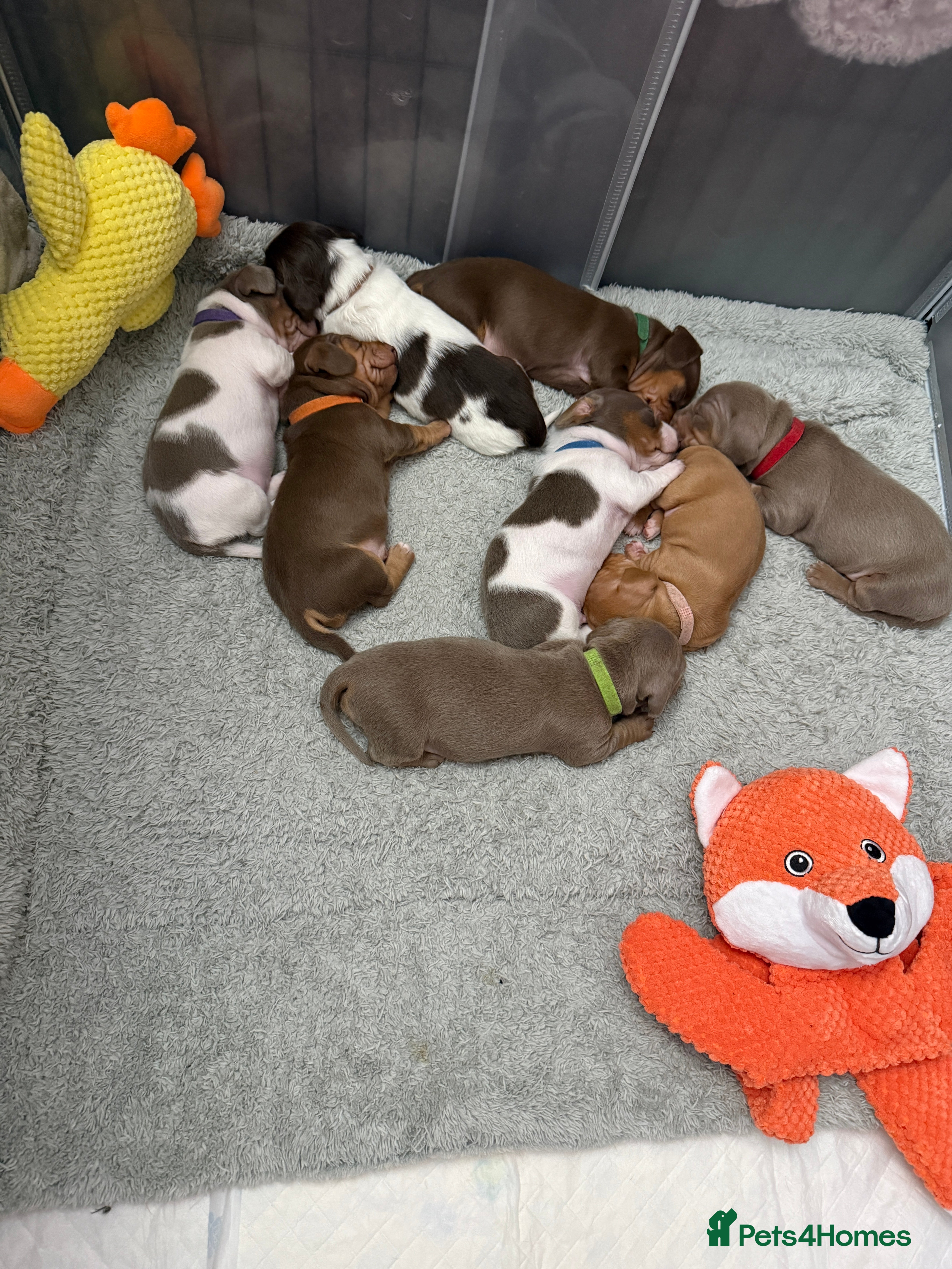 Miniature Dachshund dogs Miniature Dachshund Puppies  - Advert 3