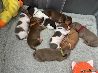 Miniature Dachshund dogs Miniature Dachshund Puppies - Advert 4