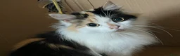 Mixed Breed cats for sale: Blossom 🌸  - Advert 2