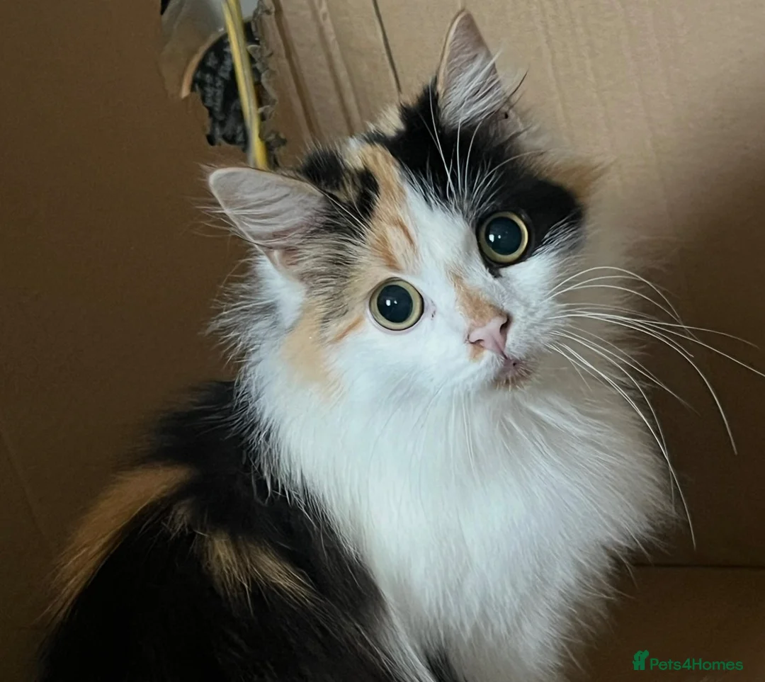 Mixed Breed cats for sale: Blossom 🌸  - Advert 2