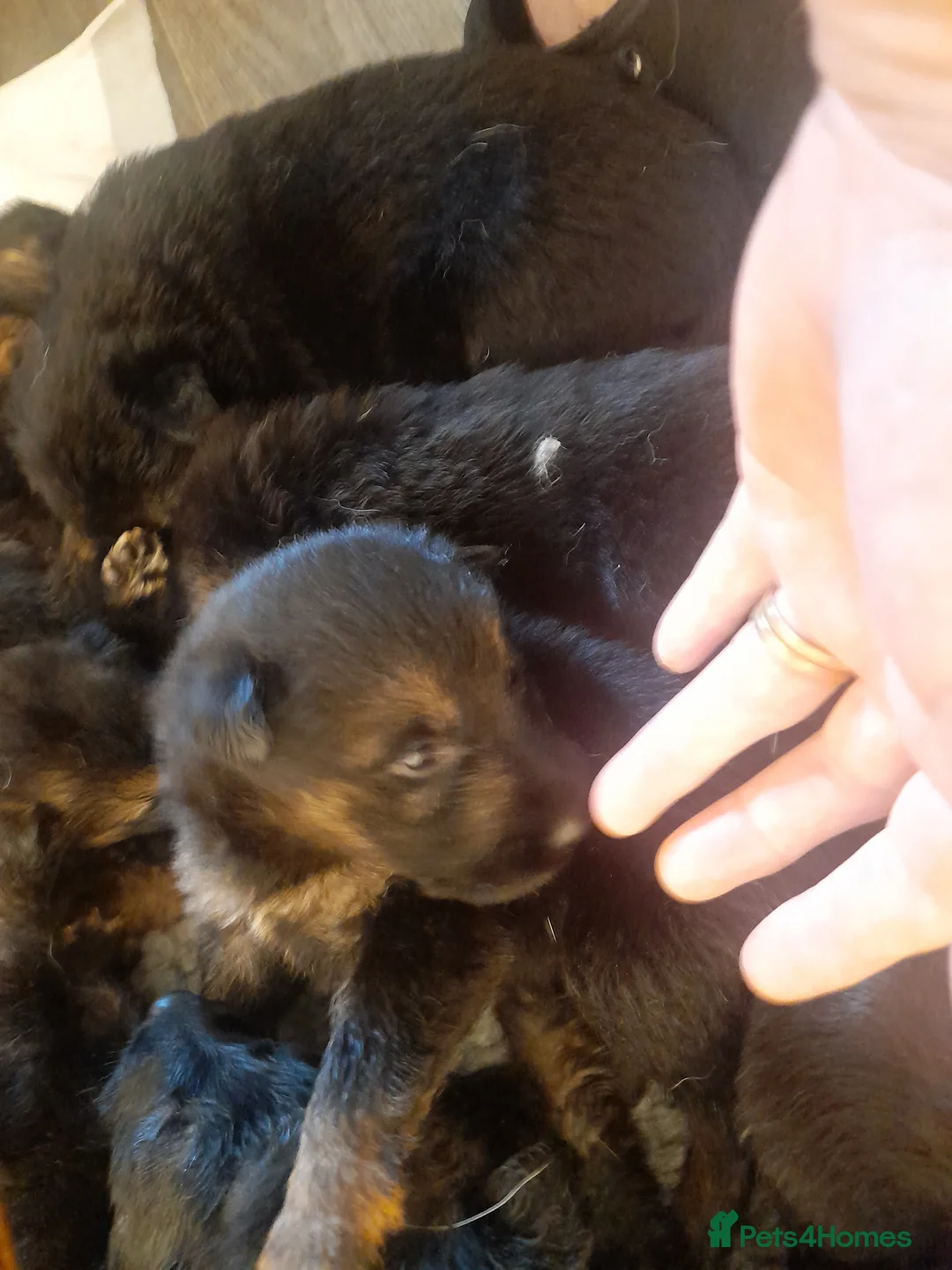 German Shepherd dogs for sale: Stunning German shepherd puppies - Advert 7