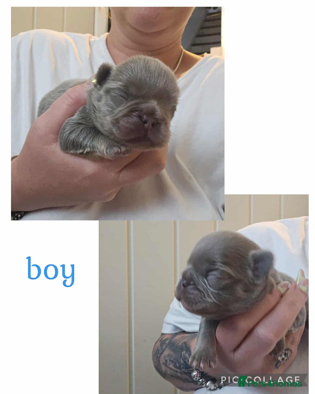 French Bulldog dogs for sale: Visual fluffy French bulldogs  - Image 9