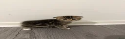 Scottish Fold cats for sale: Scottish Fold x British Short Hair Kittens - Advert 3