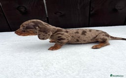 Miniature Dachshund dogs for sale: Dachshund puppies 5Boys  - Image 28