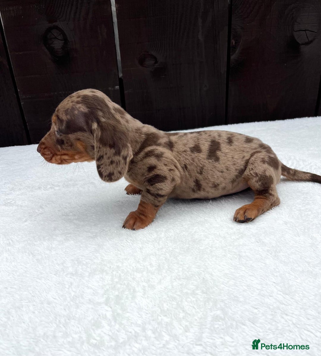 Miniature Dachshund dogs for sale: Dachshund puppies 5Boys  - Image 28