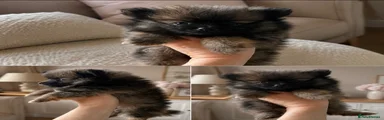 Pomeranian 1