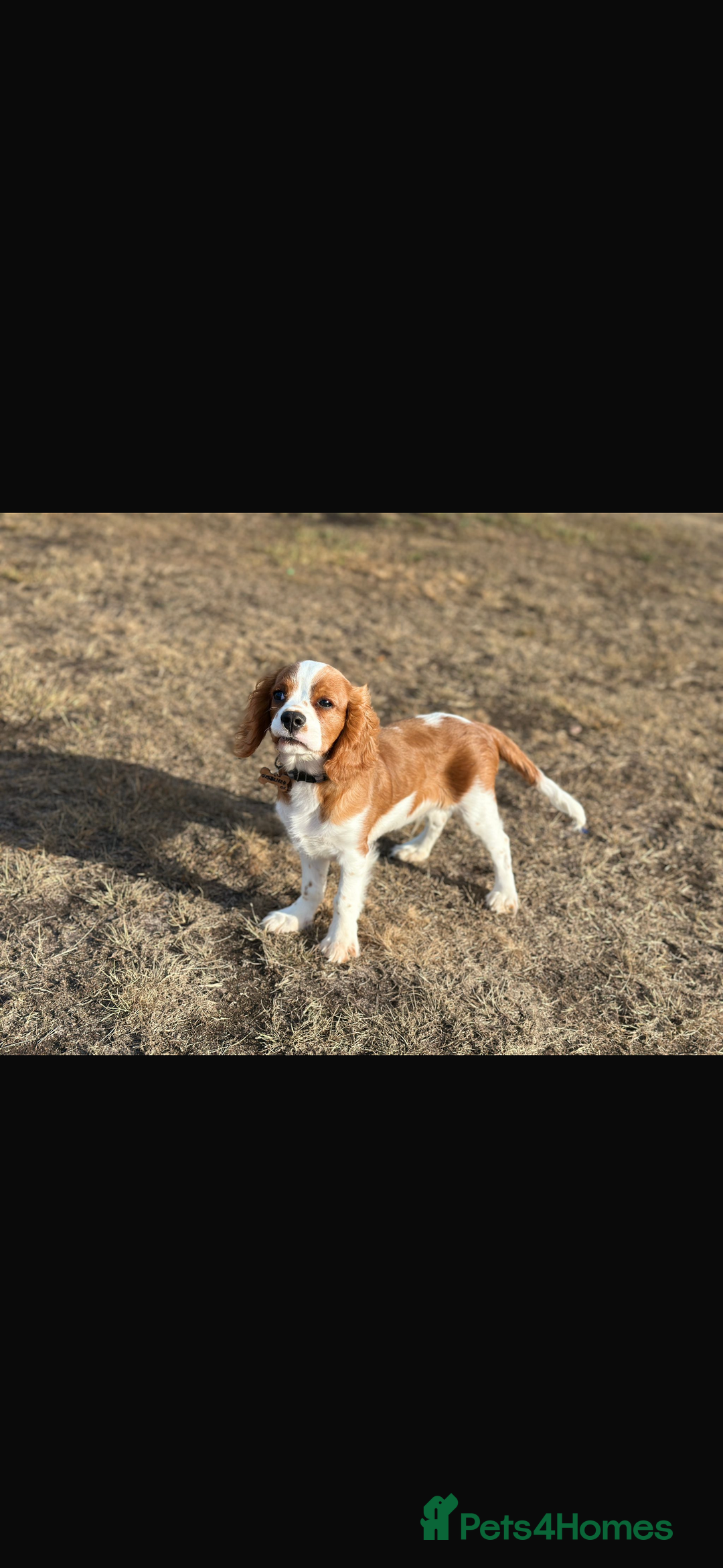 Cavalier King Charles Spaniel dogs for sale: King Charles cavalier 8 months old - Advert 7