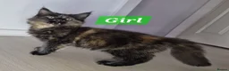 Maine Coon cats for sale: 3 maine coon kittens ready in Bury - Advert 22