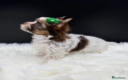 Yorkshire Terrier dogs for sale:  Ready to go Exotic Colourful Yorkshire Terriers - Advert 11