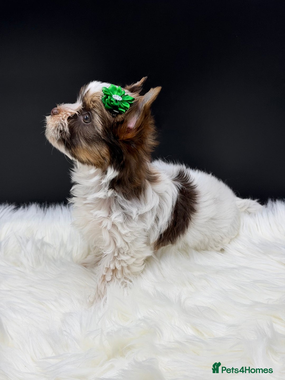 Yorkshire Terrier dogs for sale:  Ready to go Exotic Colourful Yorkshire Terriers - Advert 11