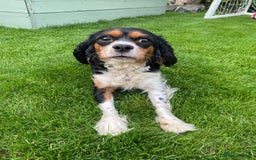 Cavalier King Charles Spaniel dogs for sale:  Beautiful 5-year-old King Charles Cavalier ❤️ - Image 5