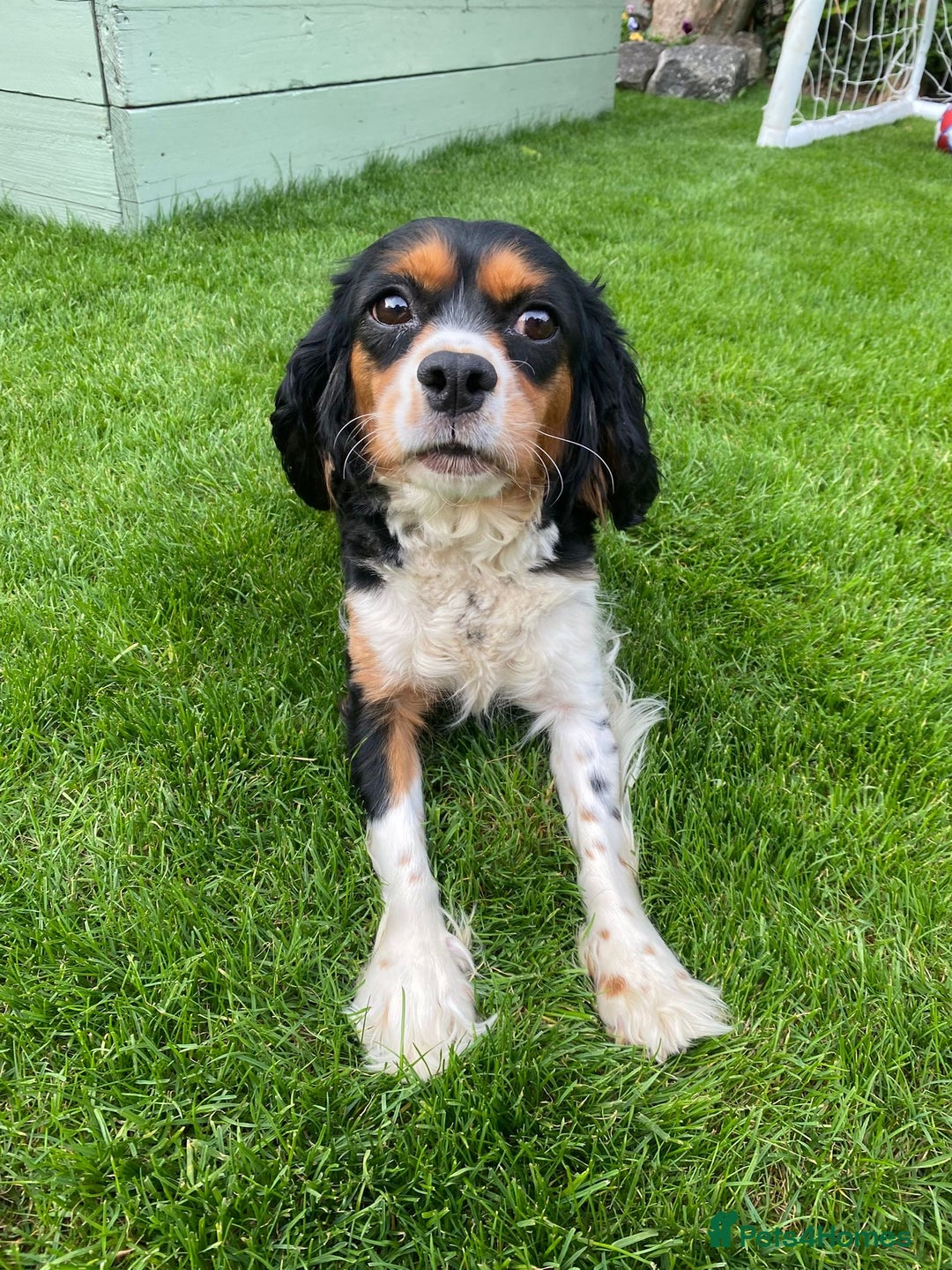 Cavalier King Charles Spaniel dogs for sale:  Beautiful 5-year-old King Charles Cavalier ❤️ - Image 5