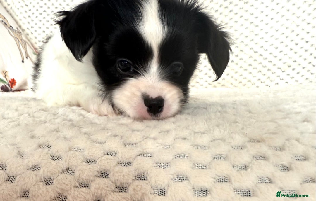 Papillon dogs for sale: Beautiful KC registered papillon puppies for sale - Image 18