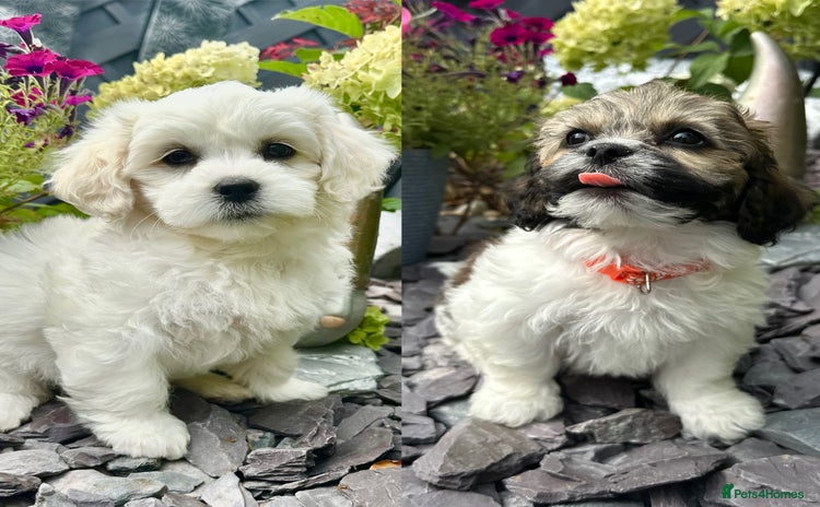 Mixed Breed dogs - Advert 3