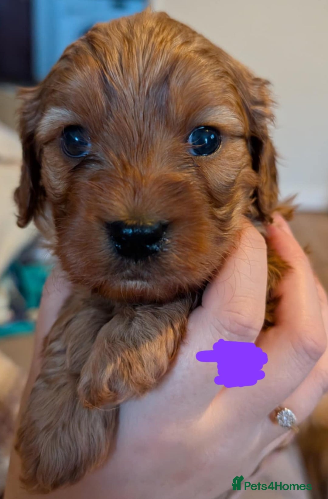 Cavapoo dogs for sale: Cavapoo Puppies (1 LEFT) - Image 4