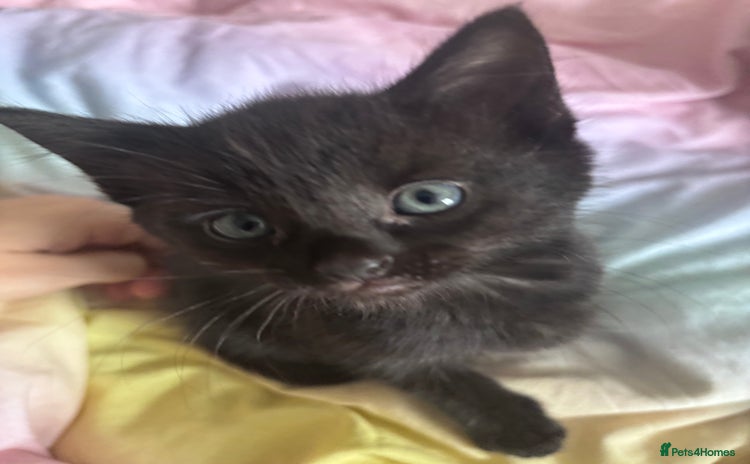 Mixed Breed cats - Advert 1