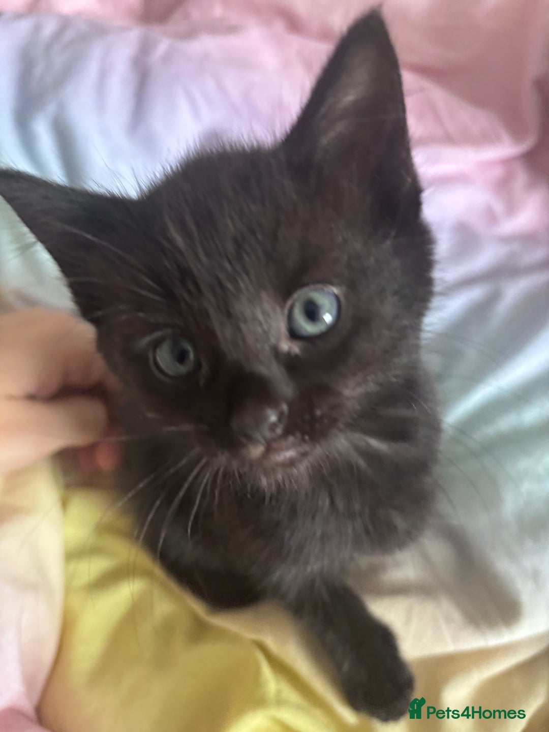 Mixed Breed cats for sale: Mixed breed Bengal kittens - Image 1