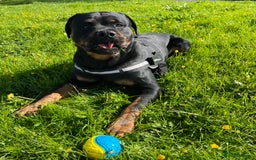 Rottweiler dogs for stud: Rottweiler for stud - Advert 6