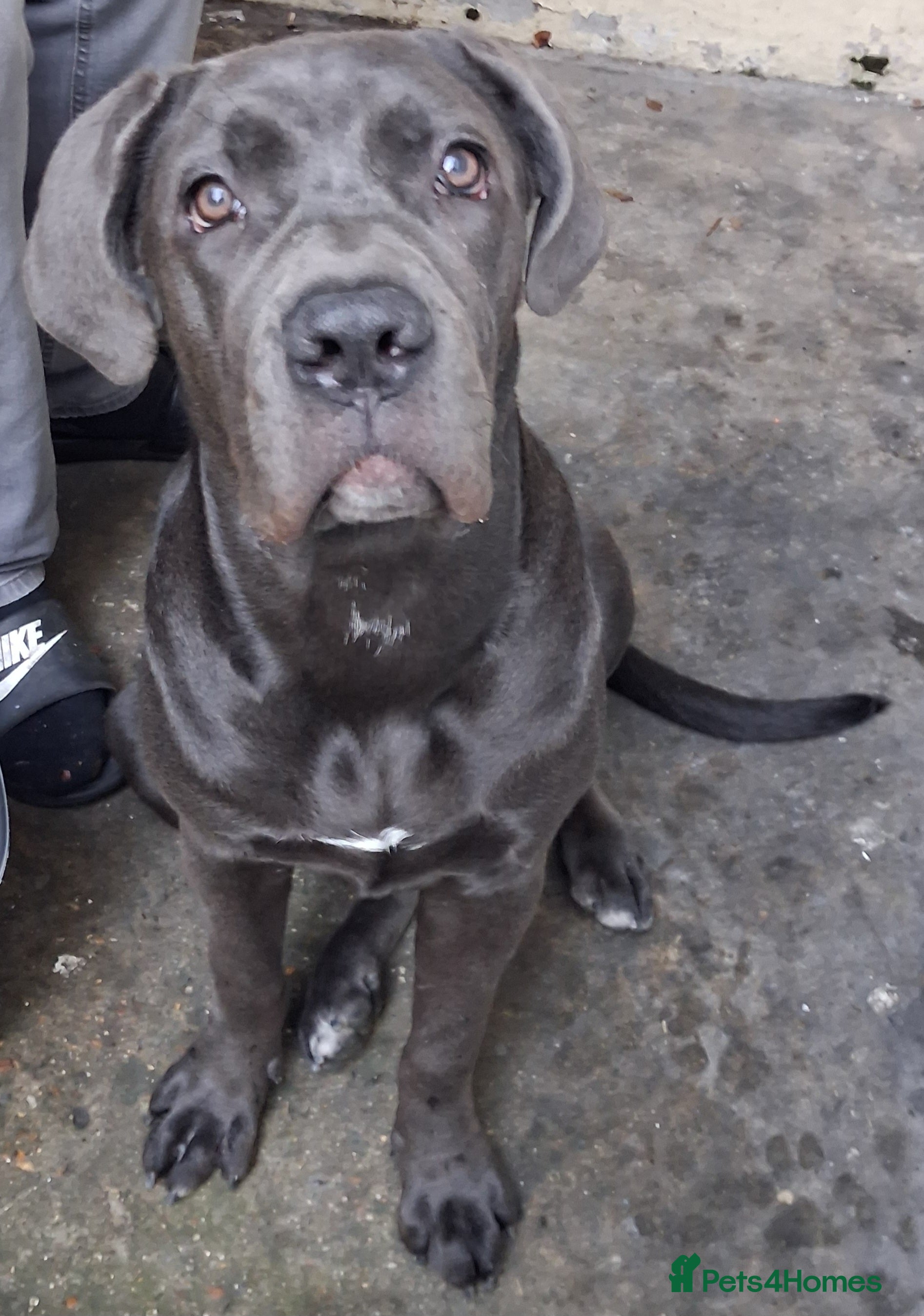 Cane Corso dogs 5month old blue female pup - Advert 2