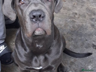 Cane Corso dogs 5month old blue female pup - Advert 4