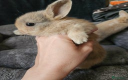 Netherland Dwarf rabbits for sale: Harlequin Netherland Dwarf bunnies  - Advert 13