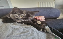 Selkirk Rex cats for sale: Pedigree Selkirk rex  kittens ready now  in Burnham-on-Sea - Image 13