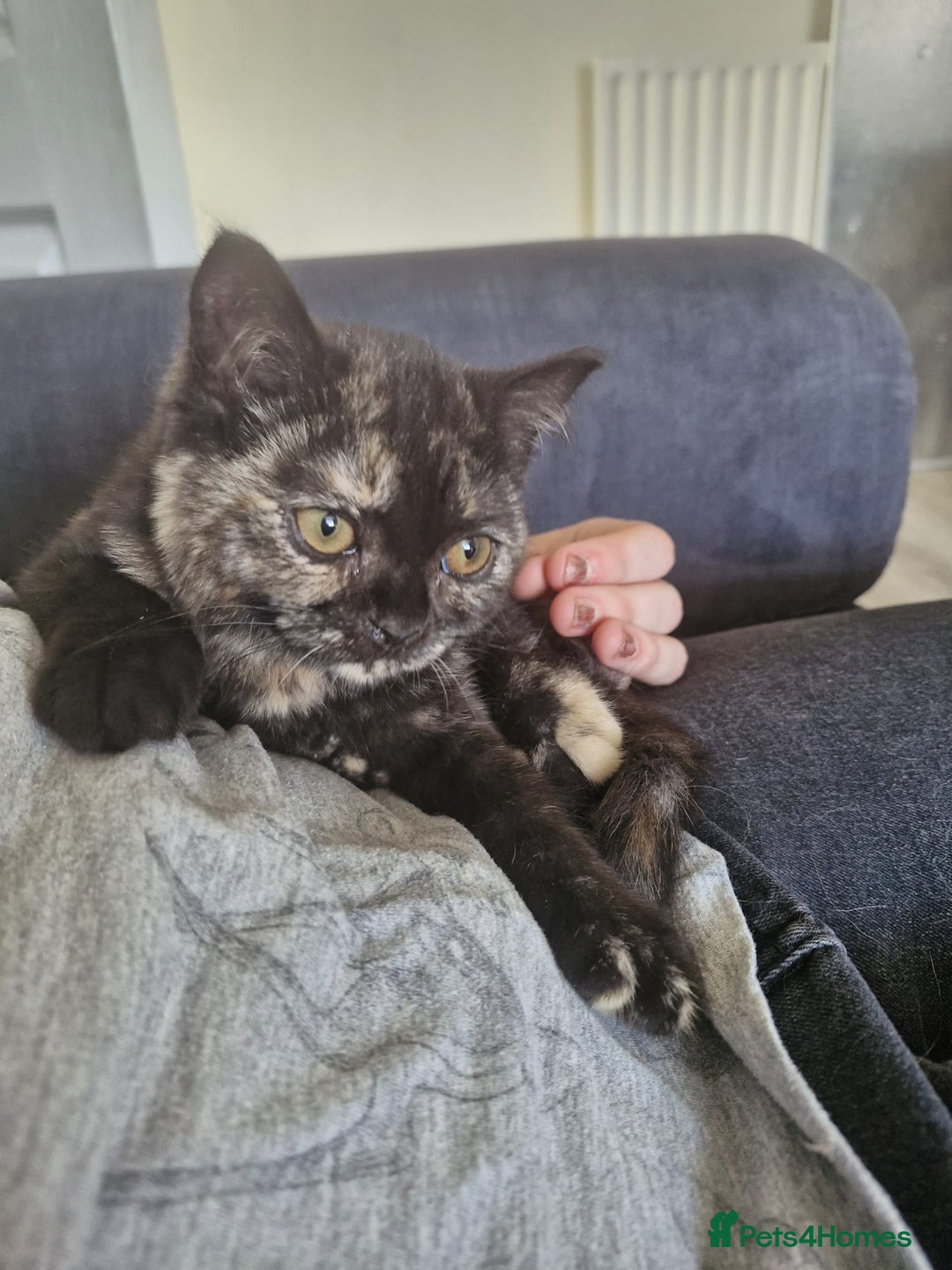 Selkirk Rex cats for sale: Pedigree Selkirk rex  kittens ready now  in Burnham-on-Sea - Image 13
