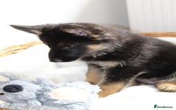 German Shepherd dogs for sale: Stunning Black & Gold kc.reg girl, health tested - Image 5