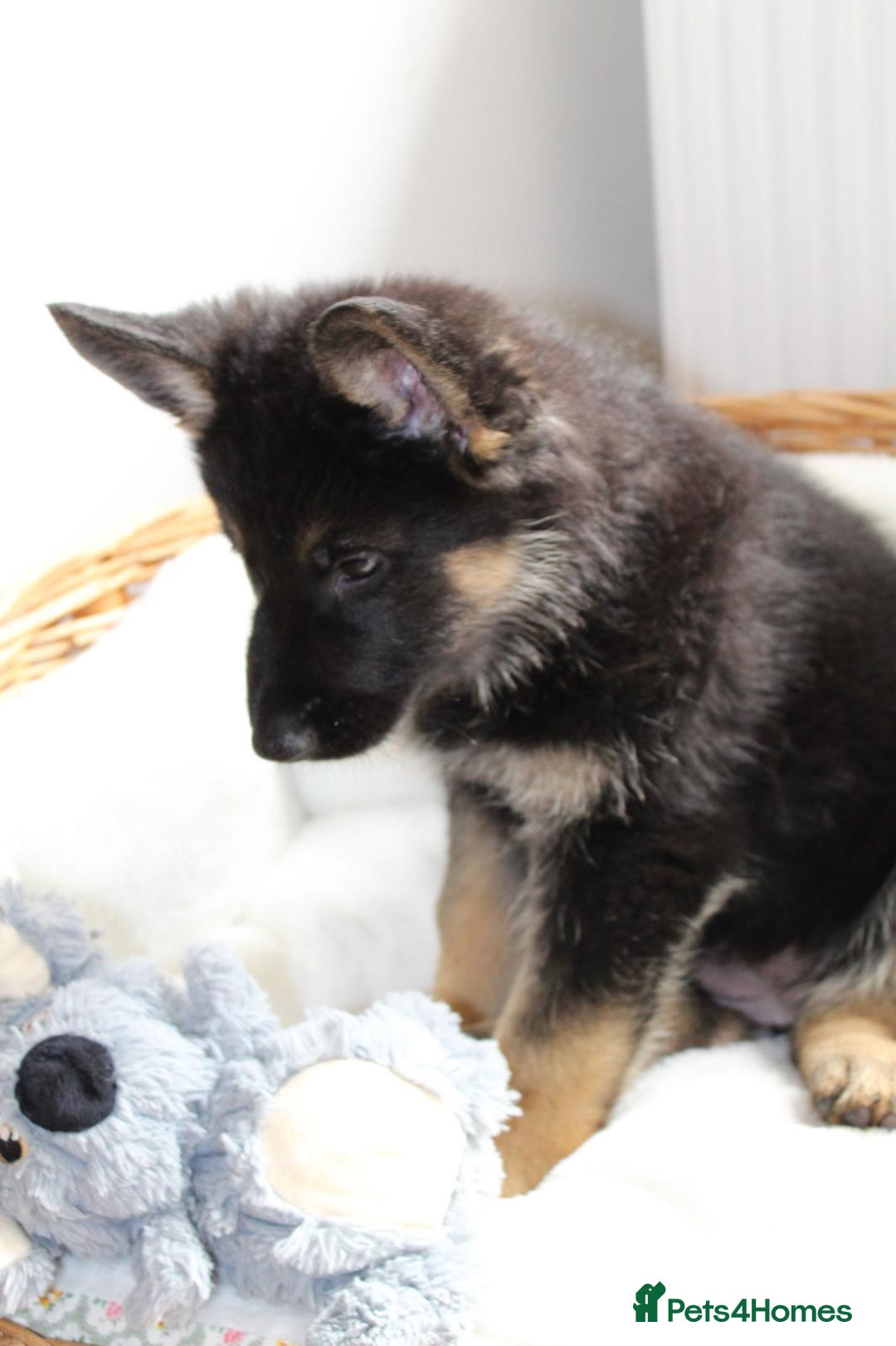 German Shepherd dogs for sale: Stunning Black & Gold kc.reg girl, health tested - Image 5