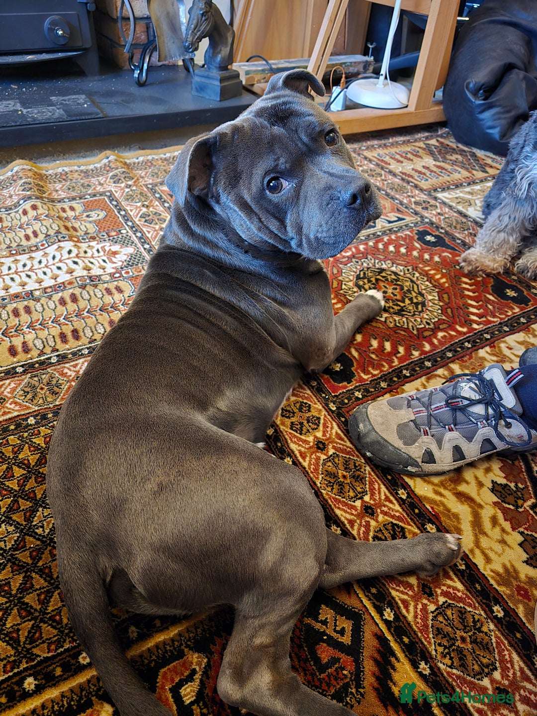 Staffordshire Bull Terrier dogs for sale: Beautiful Staffordshire bull terrier - Image 4