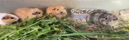 Guinea Pig rodents for sale: Lunkyra and Californian baby guinea pigs  - Advert 9