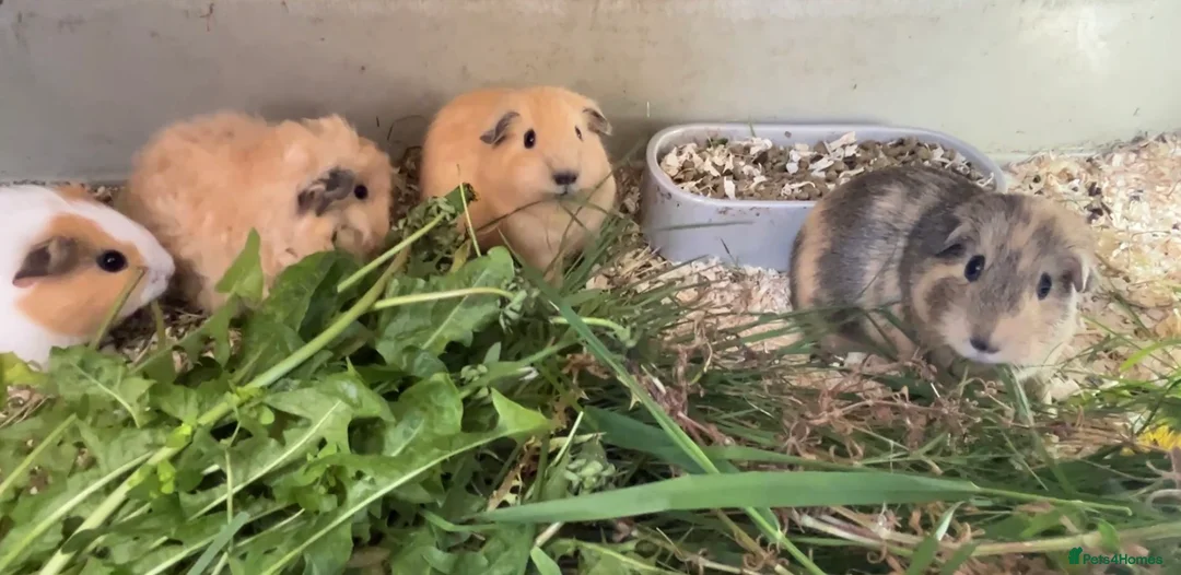 Guinea Pig rodents for sale: Lunkyra and Californian baby guinea pigs  - Advert 9