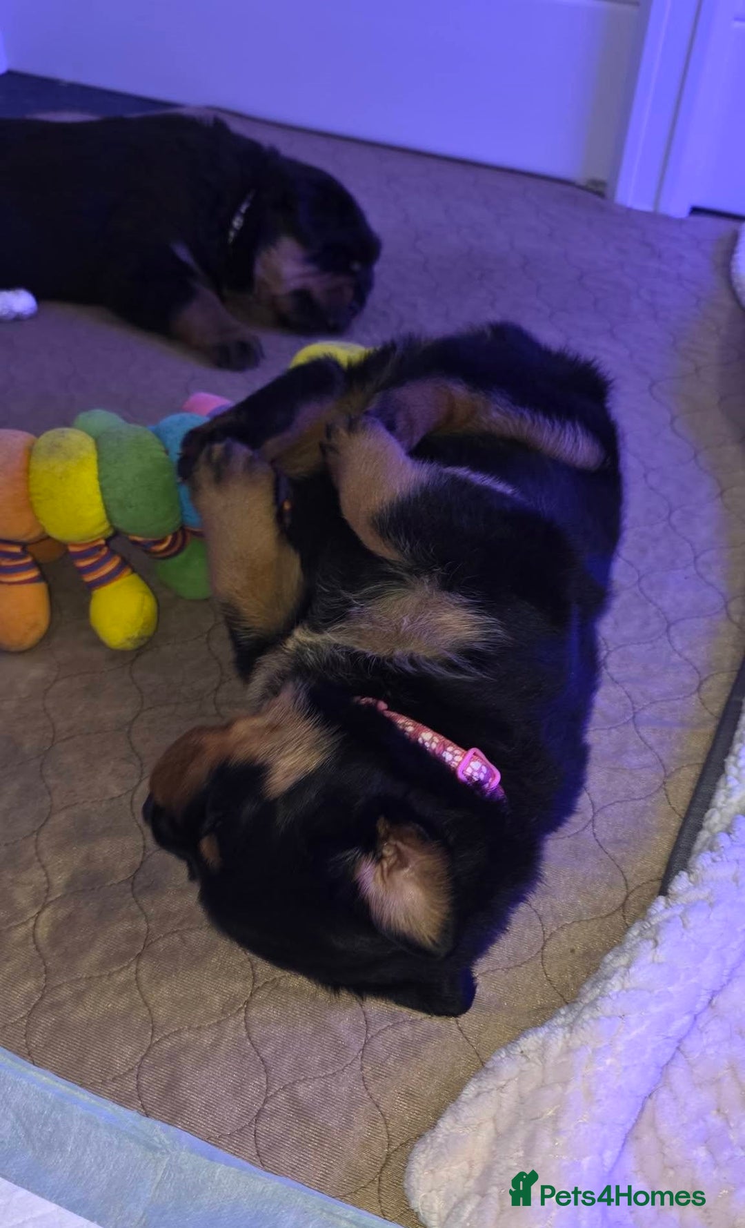 Rottweiler dogs for sale: outstanding Rottweiler pups excellent bloodlines. - Advert 14