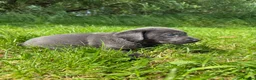 Labrador Retriever dogs for sale: RARE Stunning Silver & Charcoal Labrador Boy pups - Advert 10