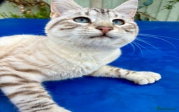 Savannah cats for sale: Breath taking rare girl - Image 6