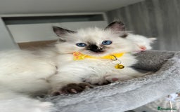 Ragdoll cats for sale: Registered Ragdoll kittens LAST GIRL HCM/PKD clear - Image 18