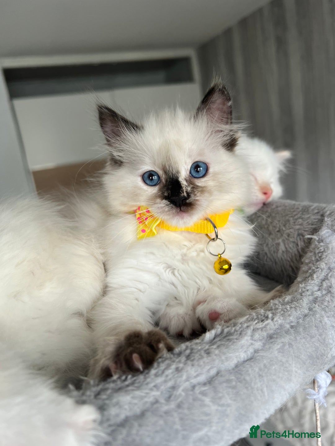 Ragdoll cats for sale: Registered Ragdoll kittens LAST GIRL HCM/PKD clear - Image 18