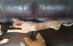 German Shepherd dogs for sale: Beautiful German Shepherd Puppies - Image 26